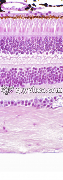 Rétine de mammifère avec cellules à cônes et cellules à bâtonnets x200 - gryphea.org